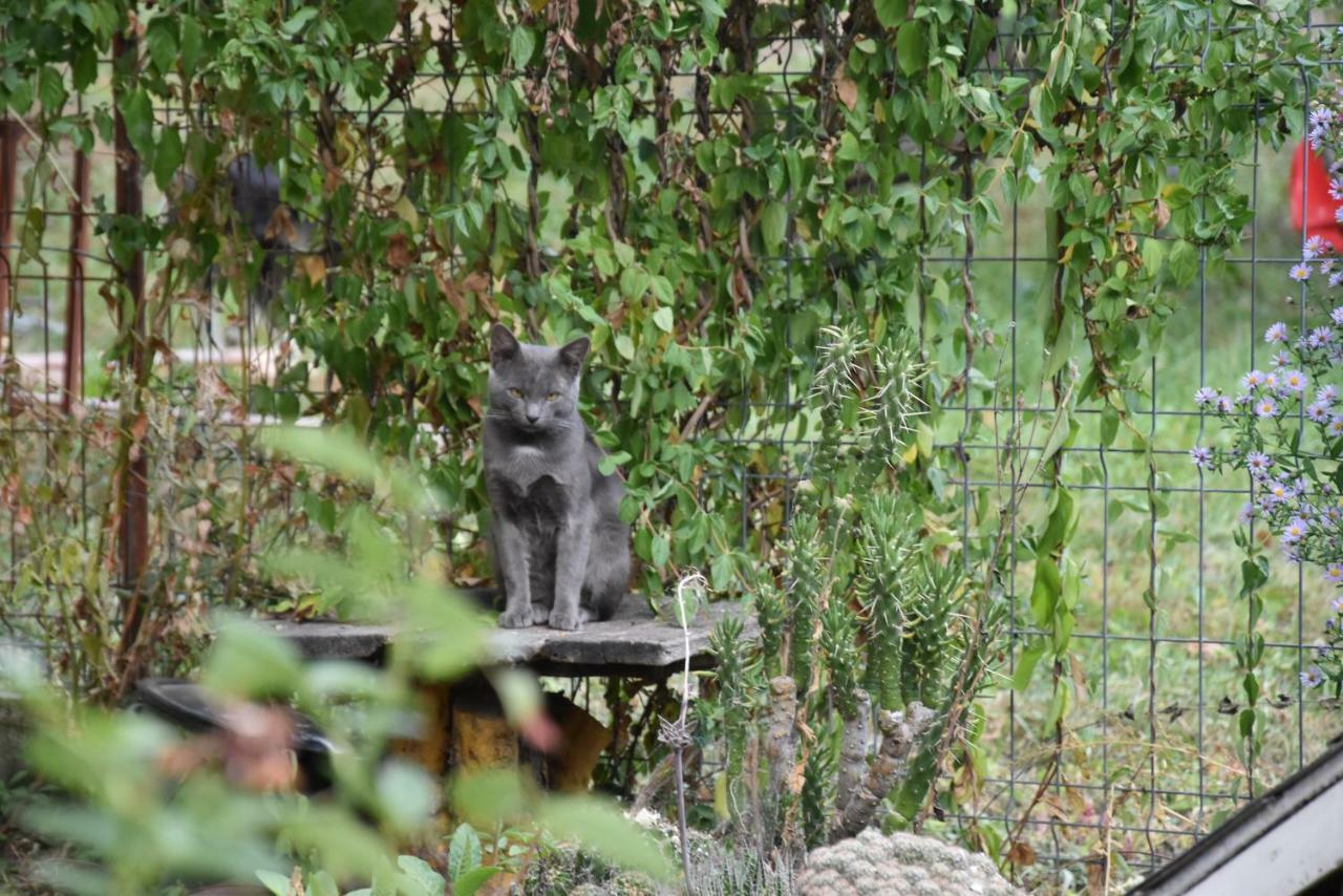 Casa Smeilor Horezu Bagian luar foto