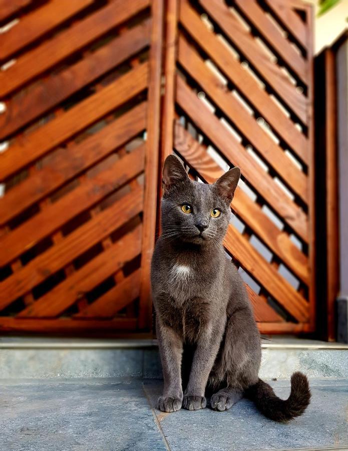 Casa Smeilor Horezu Bagian luar foto